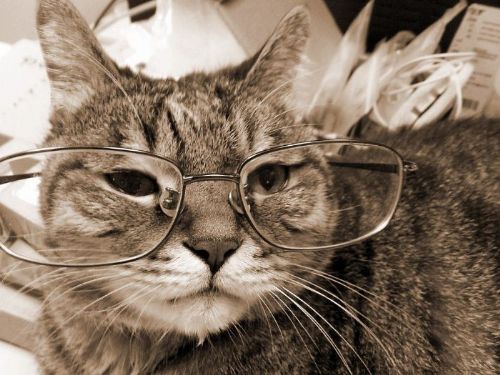 「老貓營養不可忽視！掌握飲食知識，陪伴牠愉快老年生活」