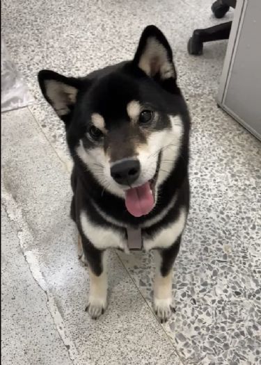 過年也有醫師守護，北市動保處貼心彙整春節營業動物醫院，陪毛孩安心迎新年