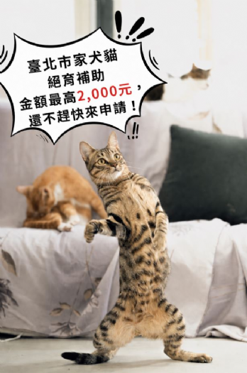 毛孩健康升級享補助！北市犬貓絕育補助持續開放，最高可領2,000元