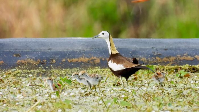 美濃湖溼地工程成功復育水雉，連獲兩大獎，高市觀光局攜手鳥會打造生態旅遊天堂