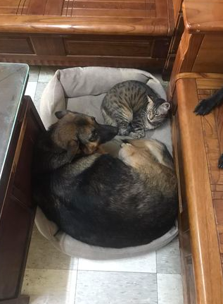 暖汪分一半狗床給貓咪睡　垂耳「被眼神出賣」網歪樓：是被霸凌吧