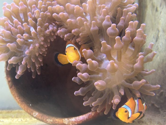 屏東海生館海葵魚孵育基地有喜了! 觀察護家行為堪稱超級英雌 媽媽我愛您 夜宿優惠我送您 屏東海生館邀請媽媽們一起來玩 屏東海生館海葵魚孵育基地有喜了! 觀察護家行為堪稱超級英雌 媽媽我愛您 夜宿優惠我送您 屏東海生館邀請媽媽們一起來玩